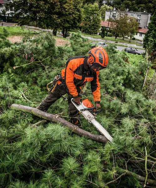 Tree Lopping & Pruning